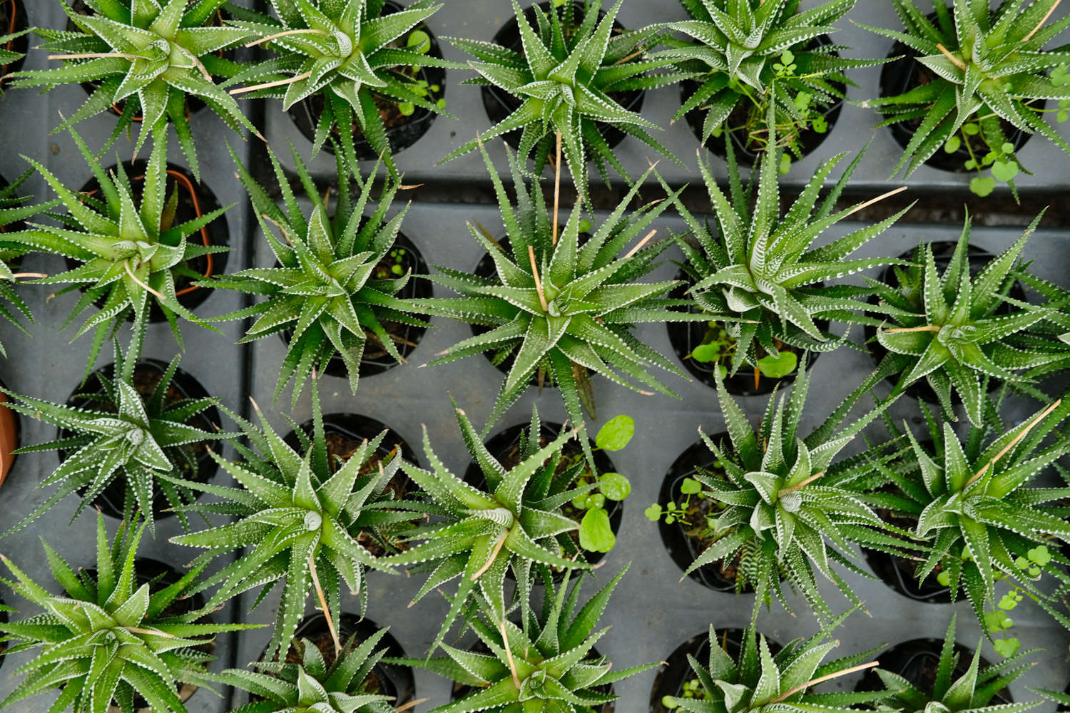 條紋十二卷