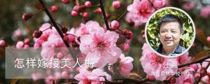 怎樣嫁接美人梅，如何繁殖