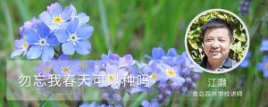 勿忘我春天可以種嗎
