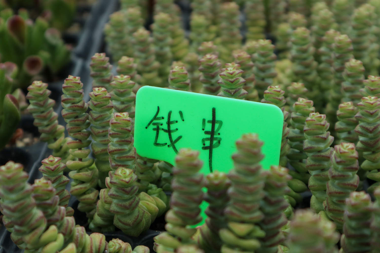 錢串