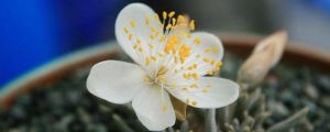 白花韌錦怎麼換盆