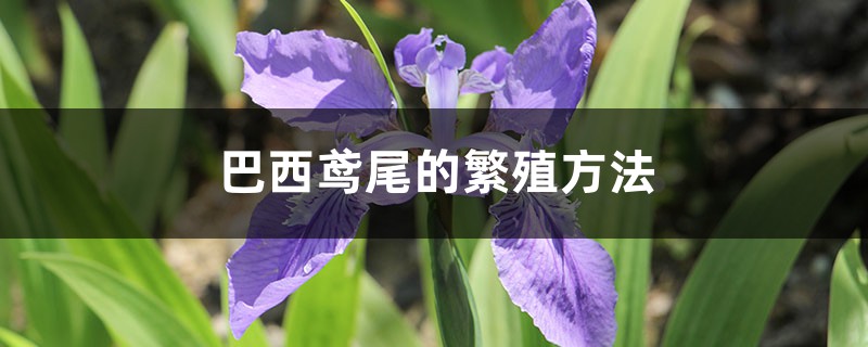 巴西鳶尾的繁殖方法