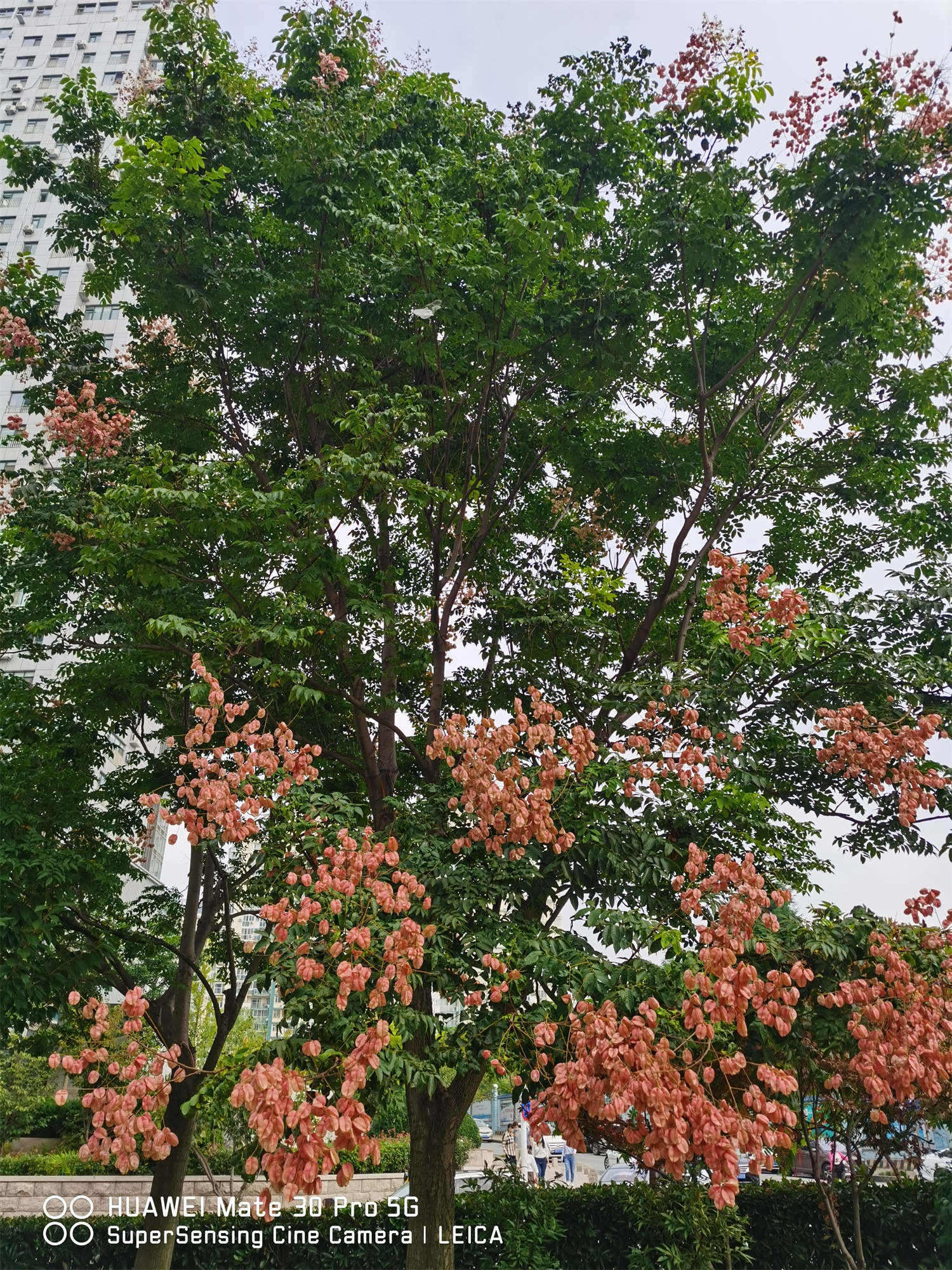 欒樹