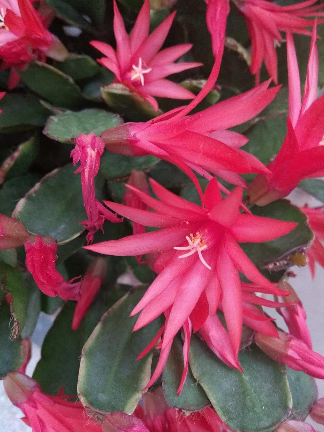假曇花