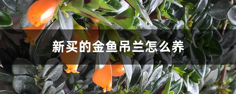 新買的金魚吊蘭怎麼養