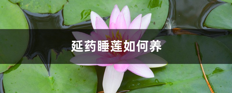 延藥睡蓮如何養