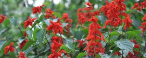 一串紅花語是什麼，什麼季節開花