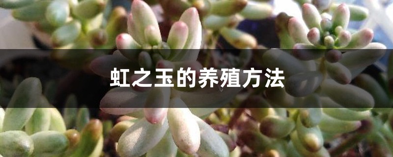 虹之玉的養殖方法大全