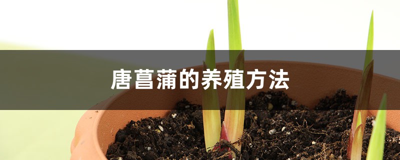 唐菖蒲的養殖方法和注意事項大全