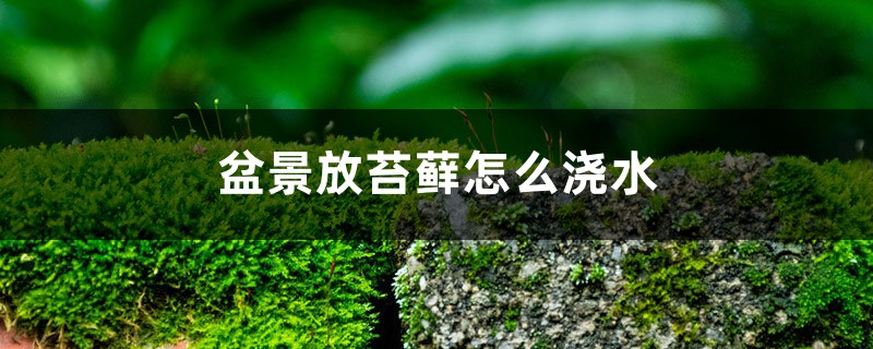 盆景放苔蘚怎麼澆水