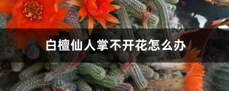 白檀仙人掌不開花怎麼辦