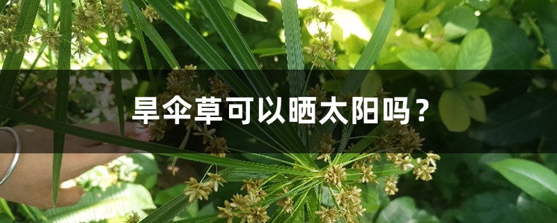 旱傘草可以曬太陽嗎？