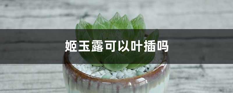 姬玉露可以葉插嗎