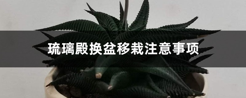 琉璃殿換盆移栽注意事項