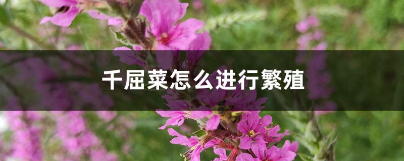 千屈菜怎麼進行繁殖