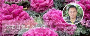 羽衣甘藍怎麼種植