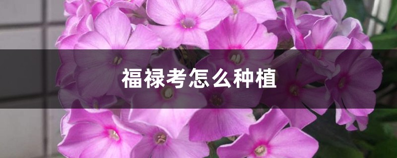 福祿考怎麼種植