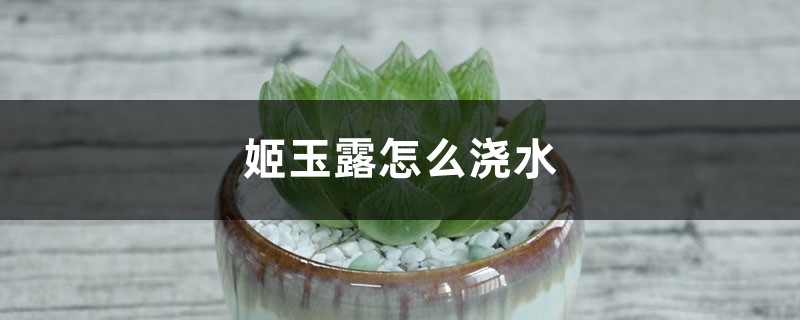 姬玉露怎麼澆水