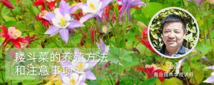 耬鬥菜的養殖方法和注意事項