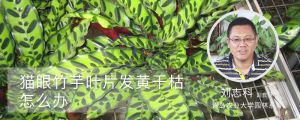 貓眼竹芋葉片發黃乾枯怎麼辦