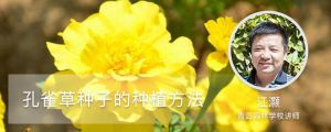 孔雀草種子的種植方法