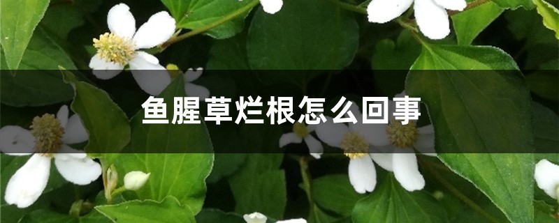 魚腥草爛根怎麼回事，魚腥草爛根怎麼辦