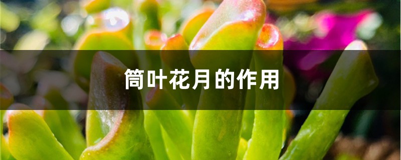 筒葉花月的作用