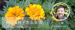孔雀草種子怎麼採收