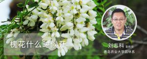 槐花什麼時候開