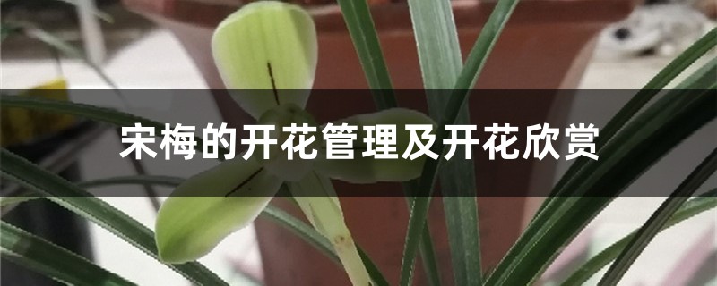 宋梅的開花管理及開花欣賞