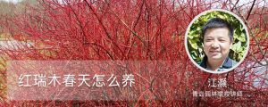 紅瑞木春天怎麼養