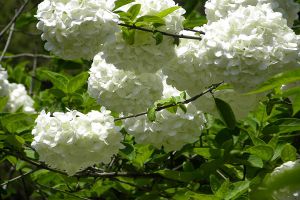 瓊花怎麼嫁接