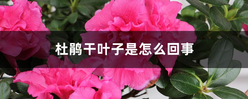 杜鵑幹葉子是怎麼回事