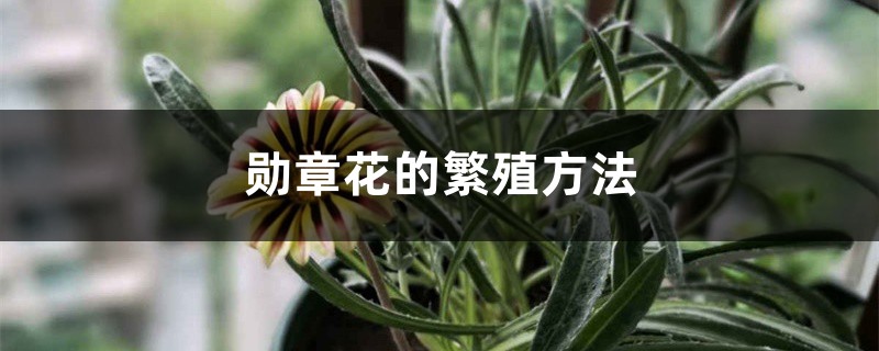 勳章花的繁殖方法