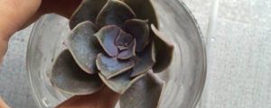 紫珍珠種子怎麼種