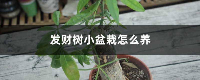 發財樹小盆栽怎麼養