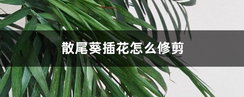 散尾葵怎麼用於插花，插花怎麼修剪