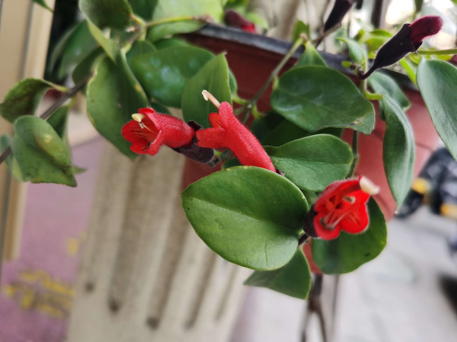 口紅吊蘭