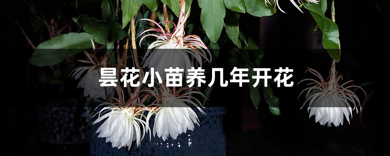 曇花小苗養幾年開花，小苗需要曬太陽嗎