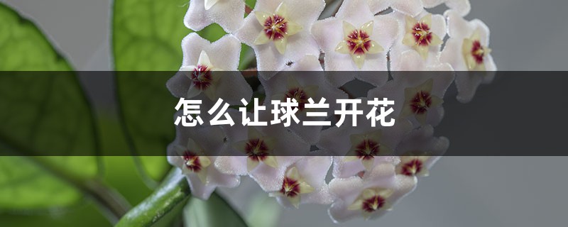 怎麼讓球蘭開花，開花後怎麼處理