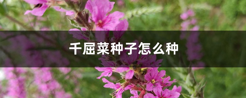千屈菜種子怎麼種