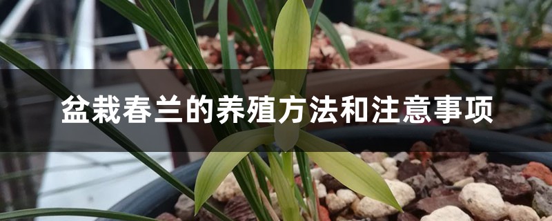 盆栽春蘭的養殖方法和注意事項