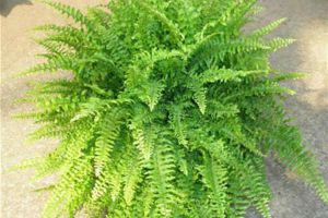 波斯頓蕨怎麼澆水