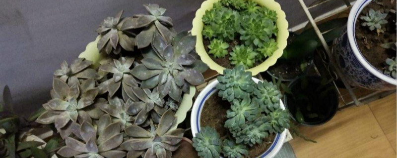 蚧殼蟲用什麼藥最有效，怎樣徹底消滅