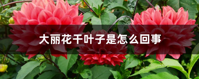 大麗花幹葉子是怎麼回事