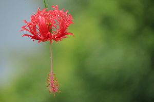 吊燈扶桑怎麼換盆