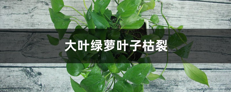大葉綠蘿葉子枯裂的原因