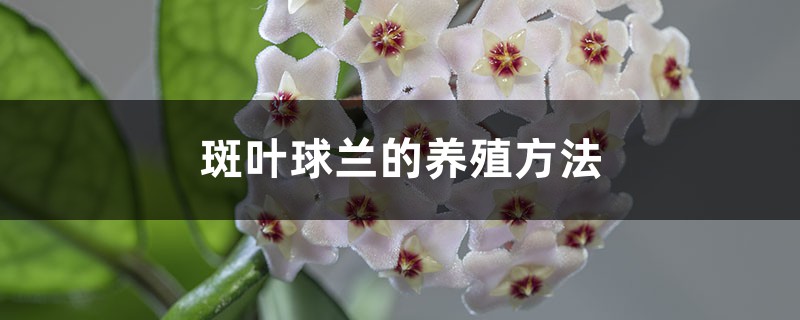斑葉球蘭的養殖方法和注意事項
