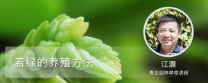 若綠的養殖方法