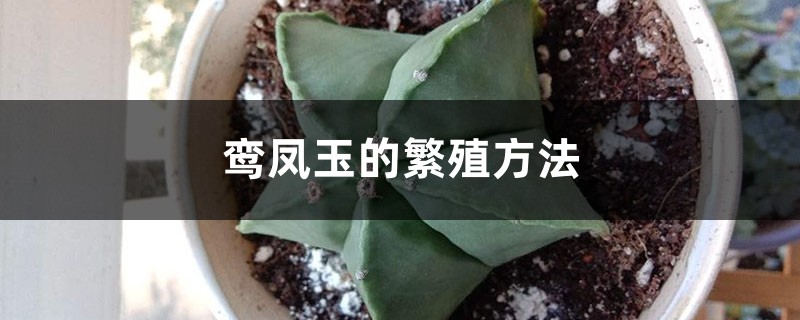 鸞鳳玉的繁殖方法